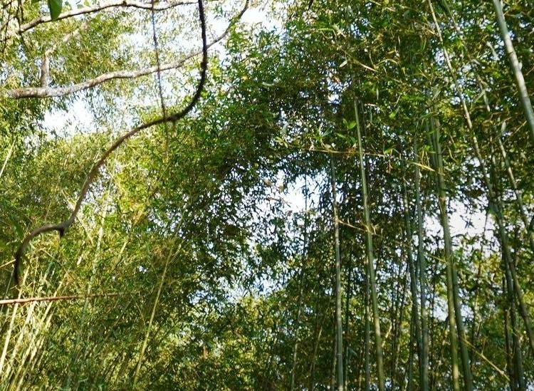 2025/04/19 鹿寮坑里山生態公益導覽