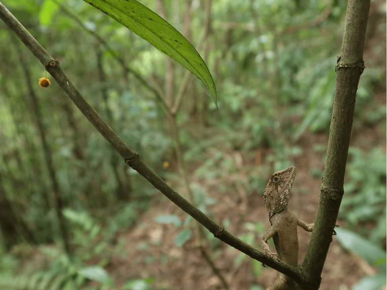 自然谷環境信託基地