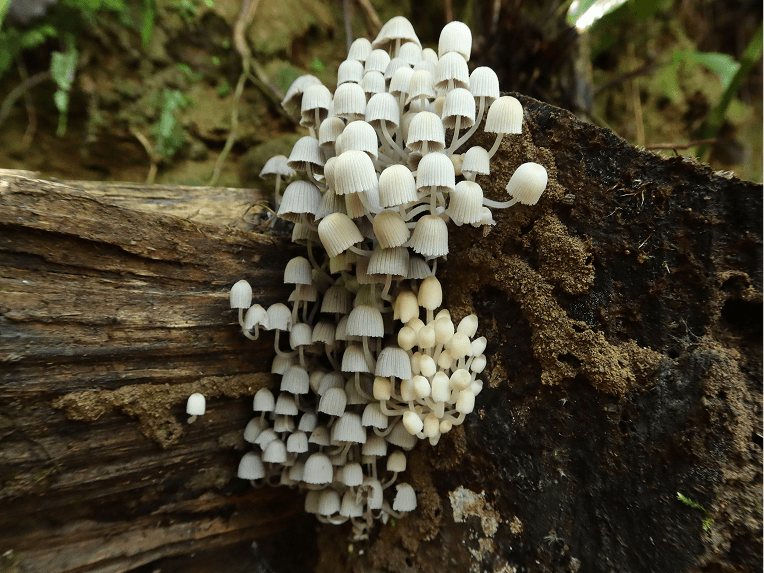 自然谷環境信託基地