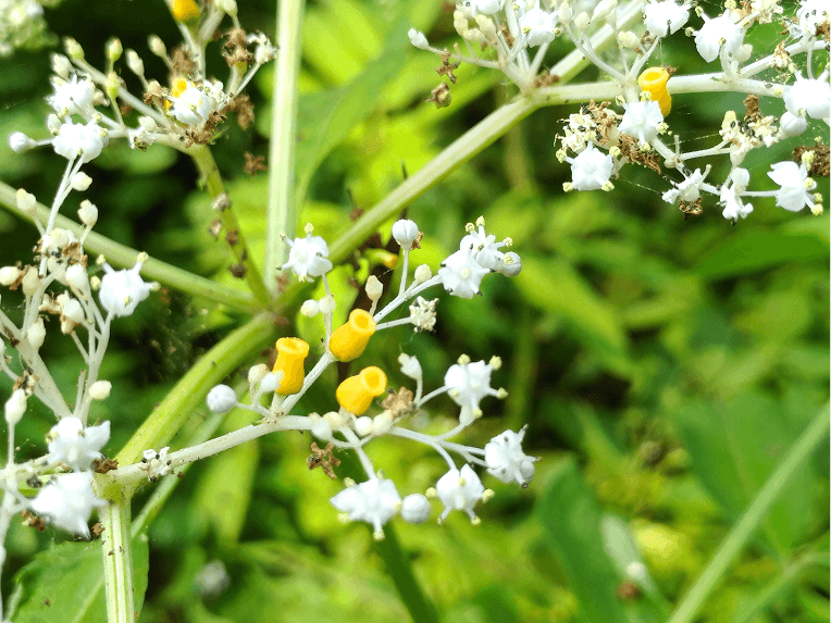 自然谷環境信託基地