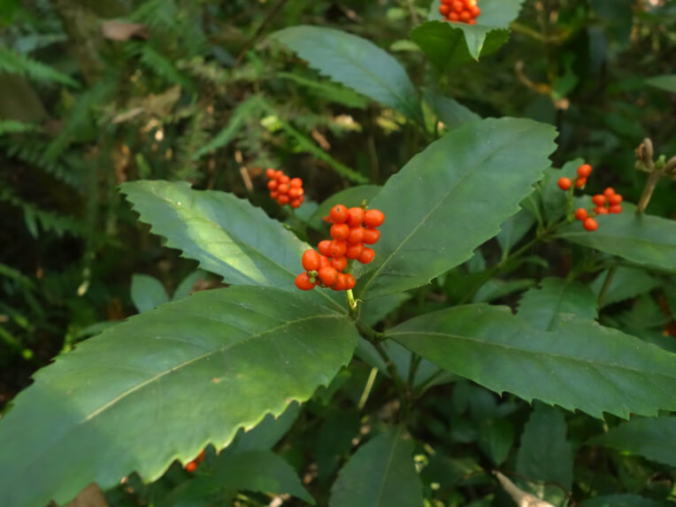 自然谷環境信託基地